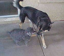 A large black with tan dog is walking around on a porch and there is a little grey dog standing next to it. The dogs are nose to nose.