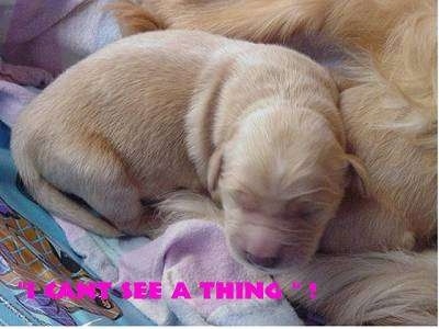 Close Up - A Golden Retriever puppy is laying next to a Golden Retriever Dog. The Puppies eyes are closed. The Words - 'I Can't see a thing'! - is overlayed