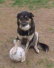 A black with tan dog is sitting in a yard with a paw on top of a soccer ball with a softball in its mouth