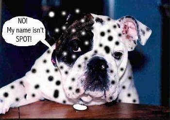 A white with black Bulldog is sitting in front of with one front paw up on a wooden table. There are black and white spots overlayed over the dog. There is a thought bubble with the words - NO! My name isn't SPOT! - is overlayed