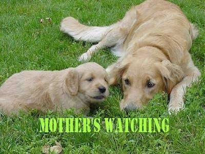 A tan dog is laying next to looking at a tan puppy in a field. The words 'Mother's watching' is overlayed at the bottom of the image