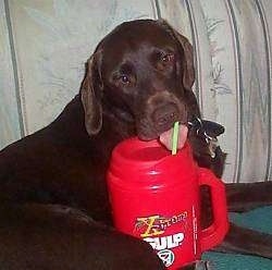 A brown dog is laying on a green carpet in front of a couch and drinking out of a red Classic Big Gulp cup that has a green straw.