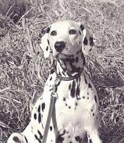 Close Up - A black and white photo of Olivia Kachina Kodak the Dalmatian sitting in front of a large bush