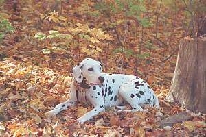 Olivia Kachina Kodak the Dalmatian is laying outside in front of a tree stump. There are lots of leaves everywhere