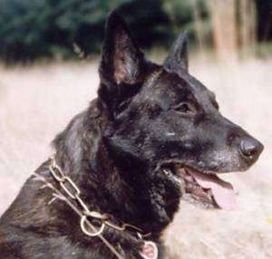 Close Up head shot - Lothar the black brindle Dutch Shepherd is sitting outside in a field. His mouth is open and tongue is out