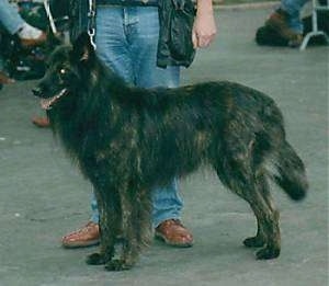 Flint v.d. Drei Eidgenossen the black brindle Dutch Shepherd is standing outside in front of a person who is holding its leash