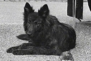 A black and white photo of Kimi v.d. Kibi the brindle Dutch Shepherd laying outside