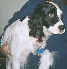 Close Up - Lady the black and white English Springer Spaniel is in the arm of a person