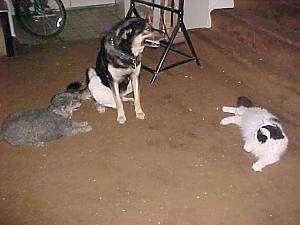 A grey toy Poodle is laying next to a German Shepherd that has a white Umbrella Cockatoo on its bakc paw. The dogs are looking up a staircase. In front of the staircase is a white with black Turkish Angora cat
