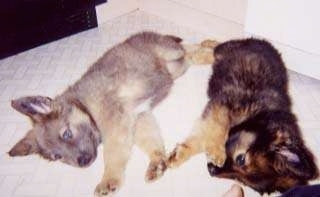 A tan German Shepherd puppy is laying on its left side in front of another black and tan German Shepherd puppy. They are touching paws