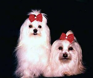 Two white Maltese dogs are sitting and laying next to each other. They are both wearing red with white polka dot ribbons.