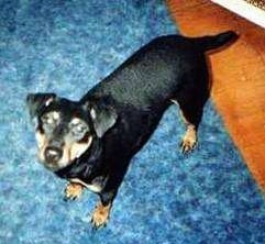 A black with tan Jagdterrier is standing on a blue carpet and looking up