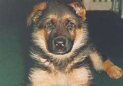 Close Up front upper body shot - A black and tan German Shepherd puppy