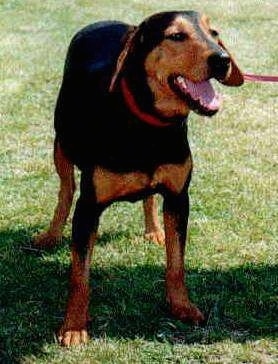 A panting black and tan Greek Hound is standing outside in grass on a sunny day.