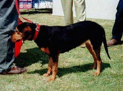 Left Profile - A black and tan Greek Hound is standing in grass. There are three people behind it