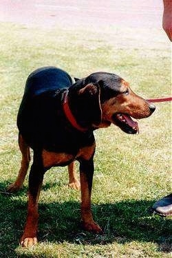 A panting black and tan Greek Hound is standing in grass with its head down turned to the right