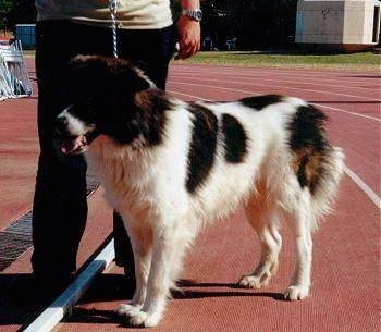 greek sheep dogs