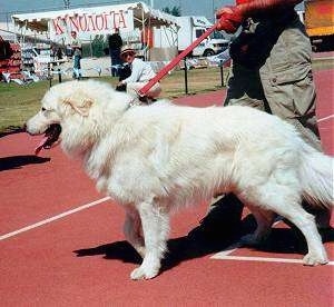 A white Greek Sheepdog is walking towards grass by way of a track. There is a person next to it. Its mouth is open and its tongue is out