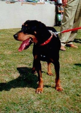 A black and tan Greek Hound is standing in grass with its mouth open and tongue out and a person behind it.