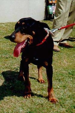 A panting black and tan Greek Hound is walking in grass with a person in tan pants behind it.