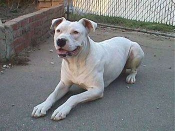 A smiling white Guatemalan Bull Terrier is laying in a driveway next to a low brick wall and a wire fence.