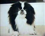 Close Up - A white and black Japanese Chin is sitting on a carpet