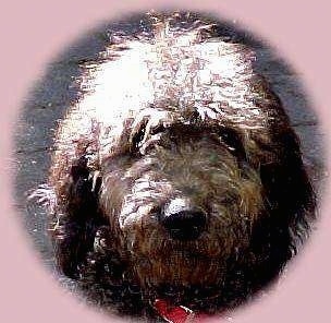 Close Up - The face of a chocolate Australian Labradoodle that is sitting outside in a street and it has a pink vignette around it.