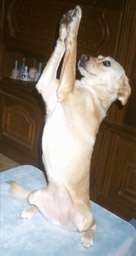A short-haired tan with white Lurcher is sitting on its back legs on a table. Its front paws are high in the air.