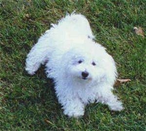 Sammy the dog laying in the grass