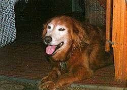 Dusty Lynn laying on the floor with its mouth open and tongue out