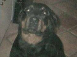 Close Up - Tempest the Rottie sitting on a tiled floor