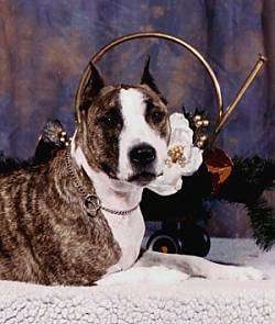 Nippa Grace the American Staffordshire Terrier laying on a rug in front of a backdrop