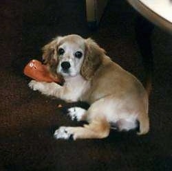 Kelcie the Cocker Spaniel laying with a dog toy looking back at the camera holder