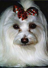 Close up - Head shot of a white Yorktese puppy that is laying down and it has a ribbon in its hair that is holdingn its very long soft hair out of its face. It has a dark nose and darke eyes.