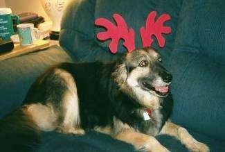 A large, black with tan and white Shepherd/Collie mix breed dog is laying on a couch wearing reindeer antlers. Its mouth is open and tongue is out slightly.