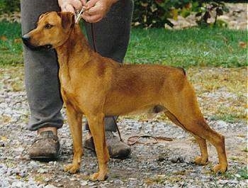 Side view - A red Mountain Cur dog is standing alert on gravel and there is a person in gray sweat pants and brown shoes holding its leash behind it.