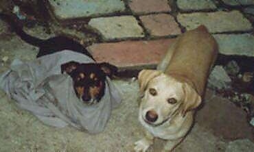 A black and tan dog with a shirt over its back is standing next to a tan with white dog outside in front of a brick path