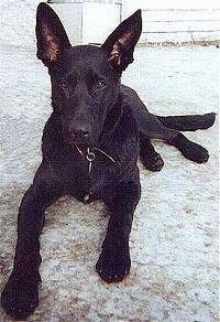 Close up view from the front - A black Labrador/German Shepherd mix is laying on a concrete surface with a white house behind it.