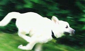 Jasper the Norwegian Buhund puppy is in motion running around outside