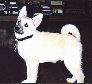 Left Profile - A perk-eared, tan with white Norwegian Buhund puppy is standing on a dark floor looking to the left with its tail curled up over its back.