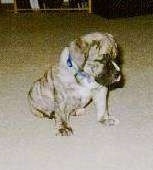 A brown brindle Olde English Bulldogge puppy is sitting on a carpet looking to the right.