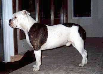 Left Profile - A white with black Original English Bulldogge is standing on a tan carpet in front of a doorway that leads down to a door.