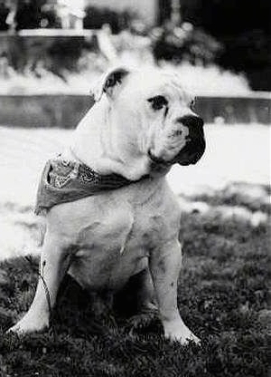 original british bulldog