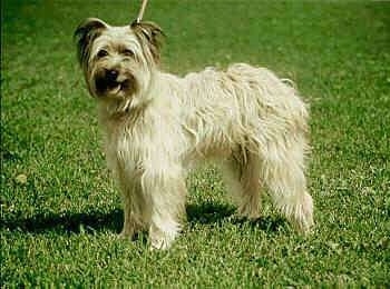 Pyrenean Shepherd standing outside in grass with its mouth open