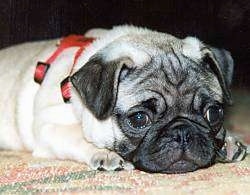 Close up - A tan with black Pug puppy is laying on a rug and it is looking forward.