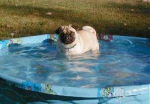 A tan with black Pug that is standing in a full kiddie pool of water outside in a yard.