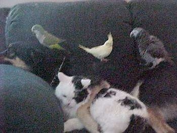 A black and tan German Shepherd mix is laying across a couch and it has its head on the arm of the couch. There is a white and black Cat in front of it. There are three parrots on the back of the dog.