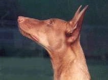 Close up side view head shot of an orange colored hound dog with a red nose