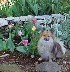 A red sable Pomeranian is sitting in a tulip flower bed and it is looking forward.