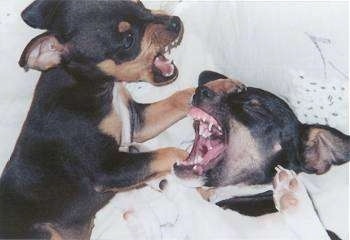 Close up - two Toy Rat Terriers are playing with each other. One dog has its paw on the other dogs head and both of the dogs mouths are wide open with their teeth showing.